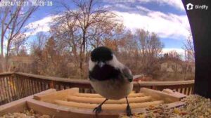 Honest Non-Monetized Review of the Birdfy Bird Feeder and Why I Chose it Over the Bird Buddy